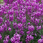 Erysimum Bowles Mauve  4