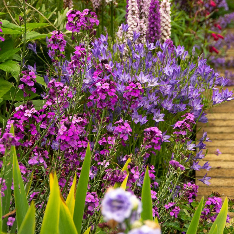 Erysimum Bowles Mauve Jumbo Plants erysium bowles mauve flowers with agapanthus  3
