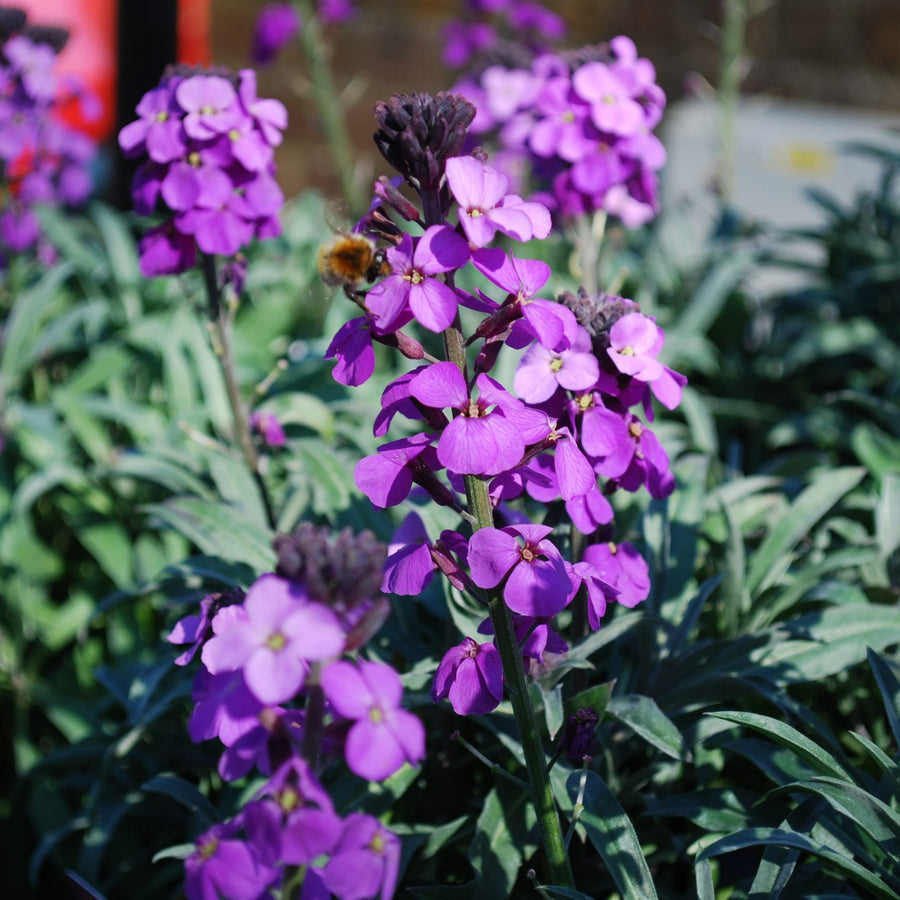 Erysimum Bowles Mauve Jumbo Plants close up of single erysium flower 4