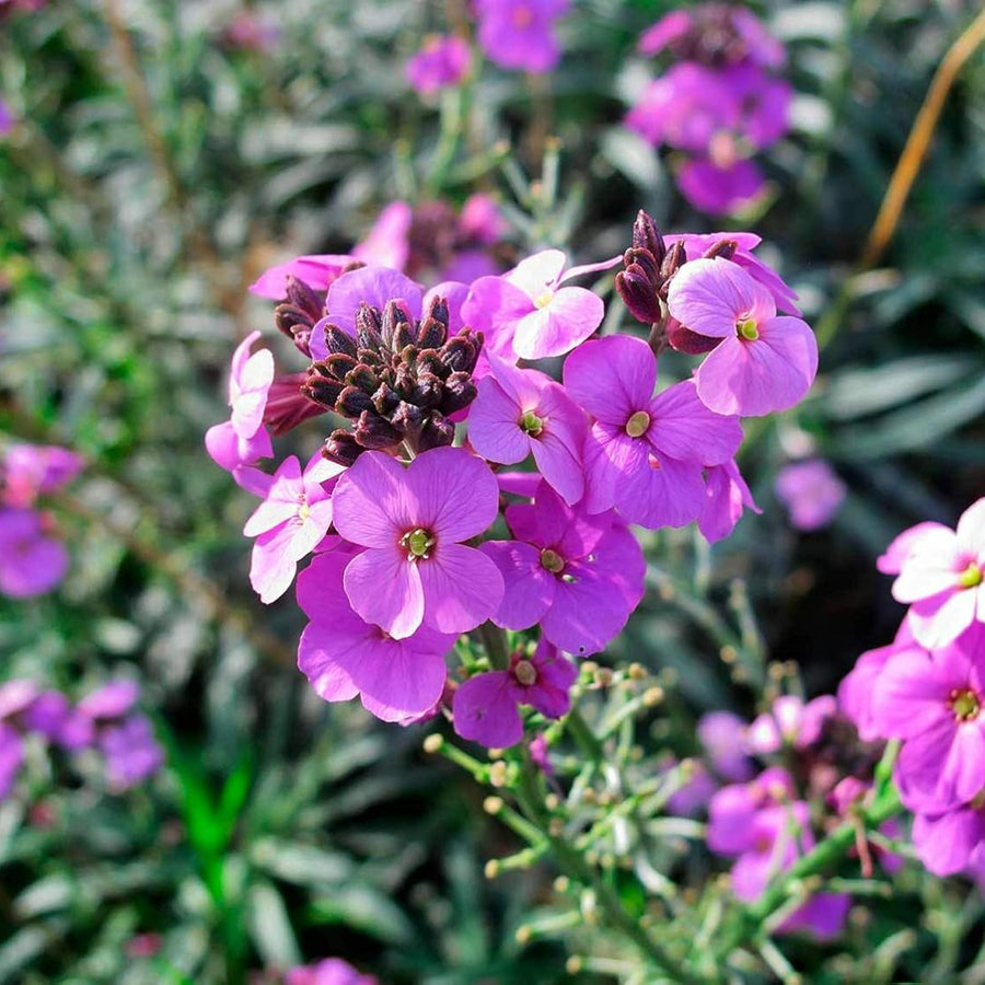Erysimum Bowles Mauve Jumbo Plants close up of single erysium flower 5