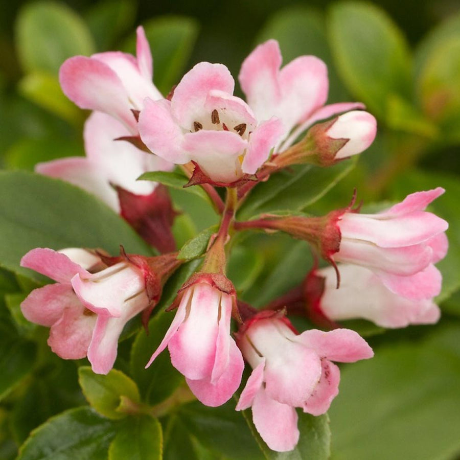 Escallonia Apple Blossom - Pink Shrub Escallonia 'Apple Blossom' image2 3