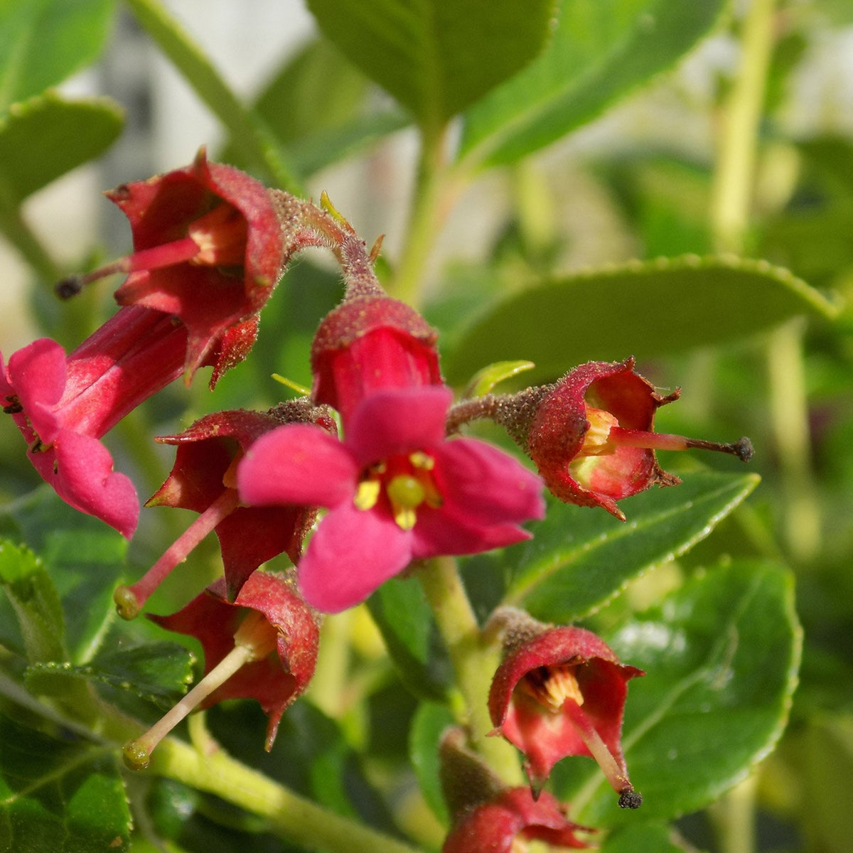 Escallonia Red Elf - Hedging Shrub Close-up photo of Escallonia flowers with deep red petals, revealing a pale yellow centre and prominent stamens, amidst green leaves. 2
