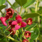 Escallonia Red Elf - Hedging Shrub Close-up photo of Escallonia flowers with deep red petals, revealing a pale yellow centre and prominent stamens, amidst green leaves. 2