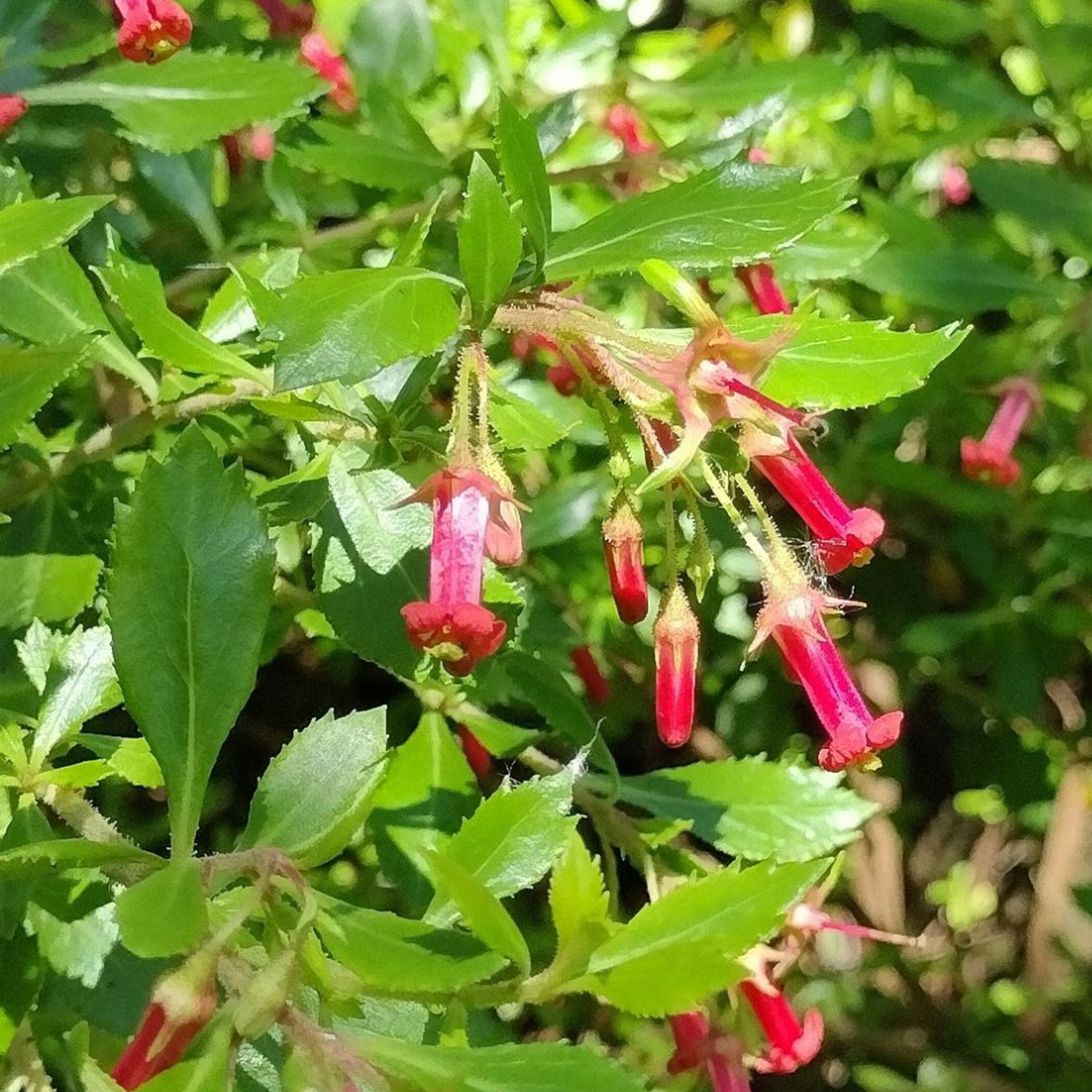 Escallonia Red Elf - Hedging Shrub Escallonia rubra showing red, tubular flowers hanging amongst green leaves. 3