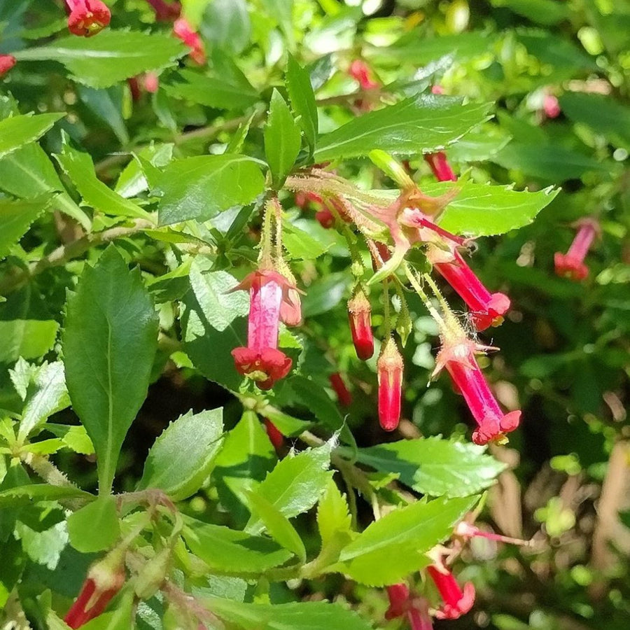 Escallonia Red Elf - Hedging Shrub Escallonia rubra showing red, tubular flowers hanging amongst green leaves. 3