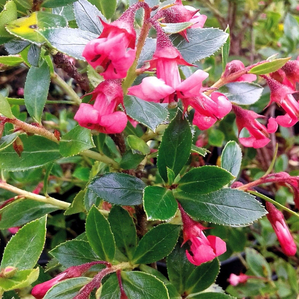 Escallonia Red Elf - Hedging Shrub Escallonia rubra showing red, tubular flowers hanging amongst green leaves. 4