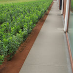 Euonymus Europaeus Hedging Young Euonymus europaeus bare-root plants growing in neat rows on a nursery field beside a concrete walkway. 1