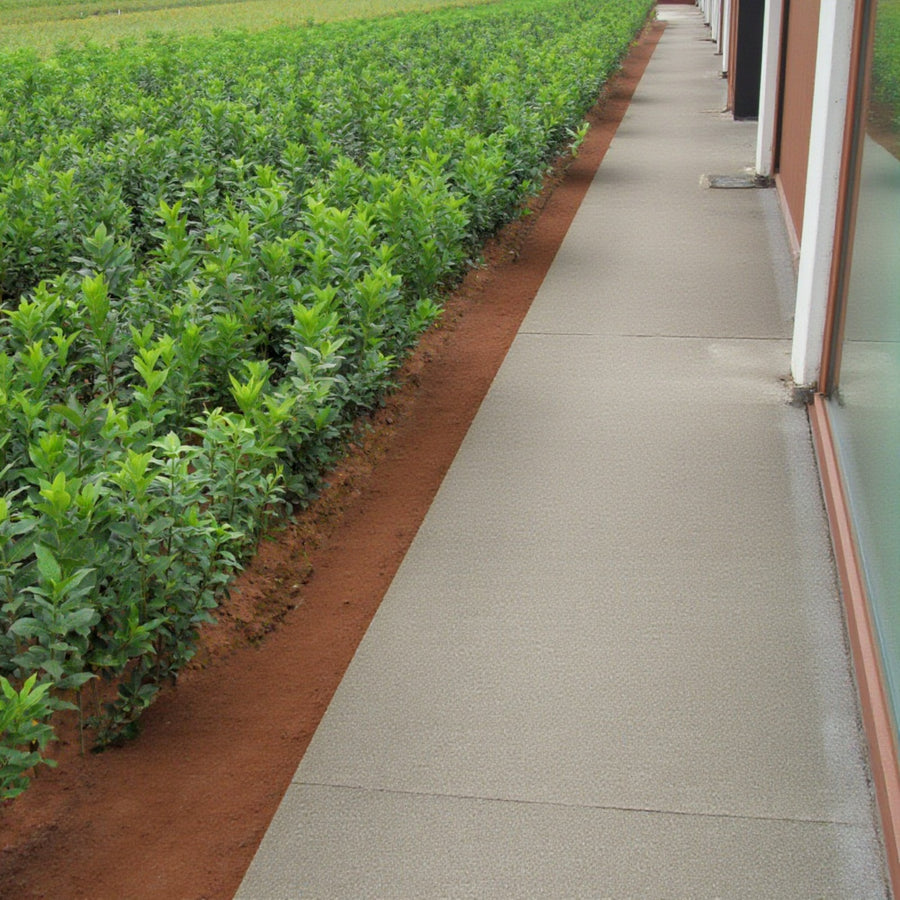 Euonymus Europaeus Hedging Young Euonymus europaeus bare-root plants growing in neat rows on a nursery field beside a concrete walkway. 1