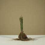 Euonymus Europaeus Hedging Single bare-root Euonymus europaeus plant bundle standing upright, showing long fibrous roots and trimmed stems. 2