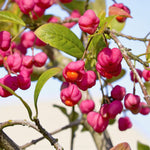 Euonymus Europaeus Hedging Bright pink spindle berries (Euonymus europaeus) with vivid orange seeds showing inside, hanging from branches with green leaves. 3