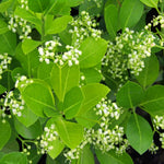 Euonymus Europaeus Hedging Close-up of Euonymus europaeus foliage with clusters of small green-white flower buds against bright green leaves. 4
