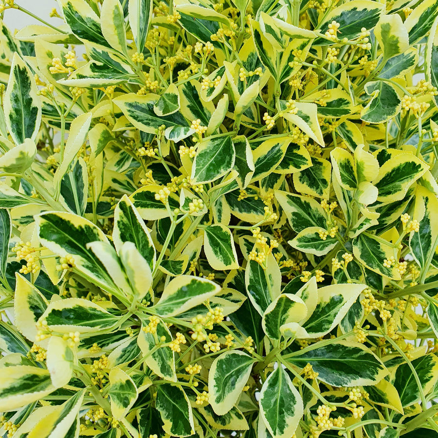 Euonymus Japonicus Bravo EUONYMUS5L-image2 2