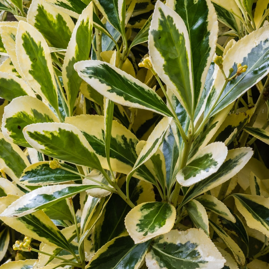 Euonymus Japonicus Bravo EUONYMUS5L-image3 3