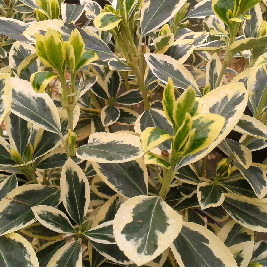 Euonymus Japonicus Bravo EUONYMUS5L-image4 4