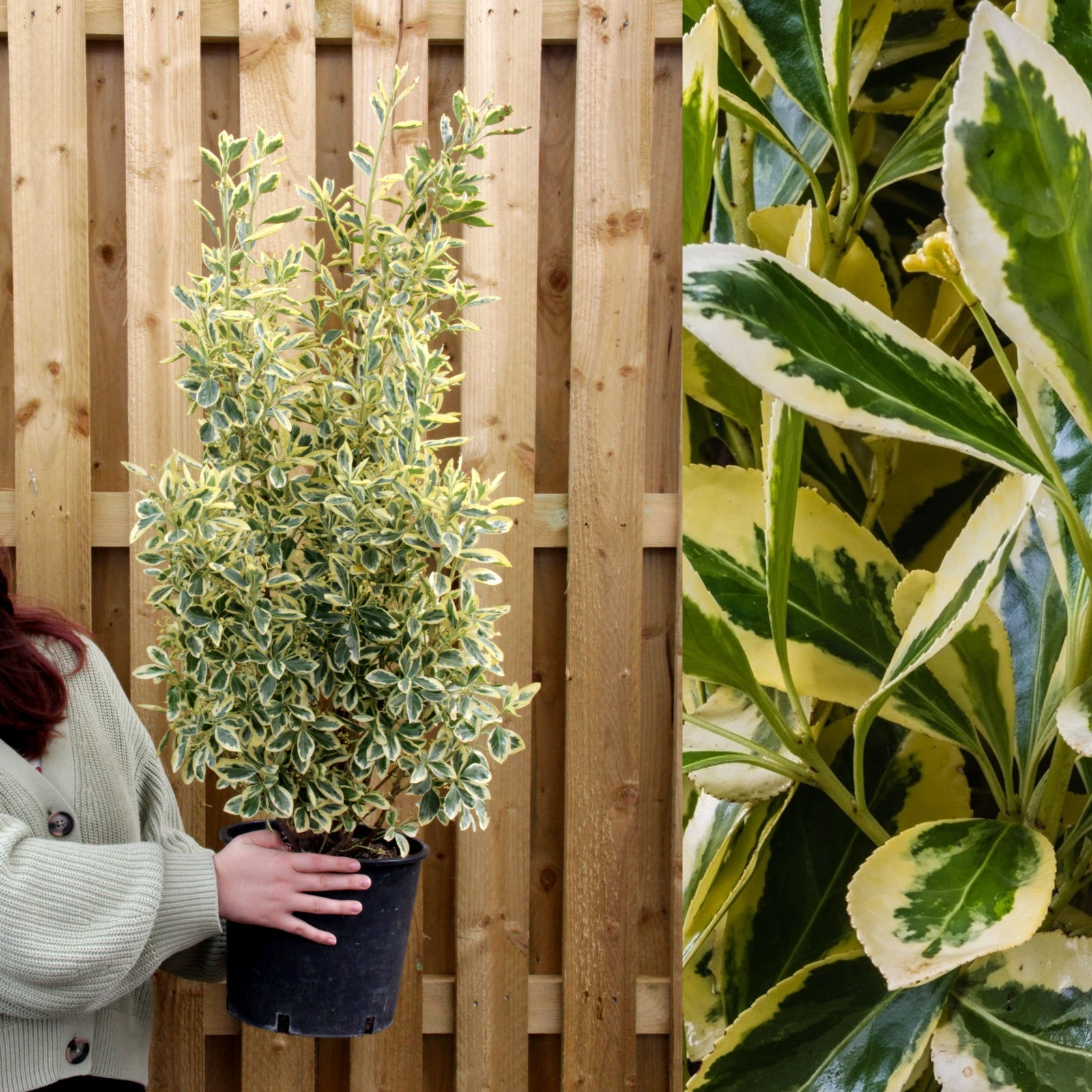 Euonymus Japonicus Bravo