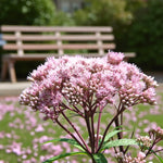 Eupatorium Atropurpureum Bare Root  3