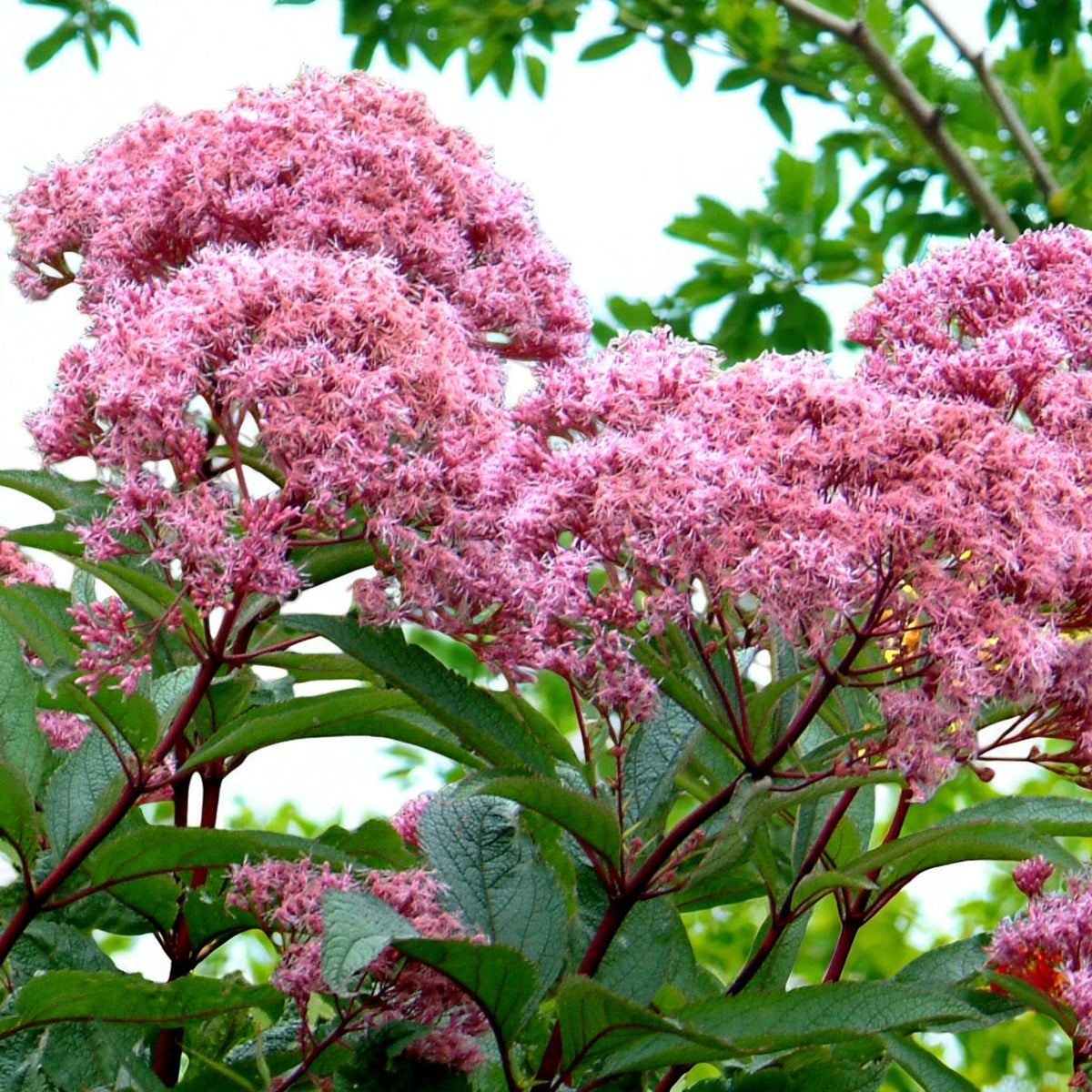Eupatorium Atropurpureum Bare Root  1
