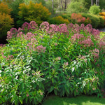 Eupatorium Atropurpureum Bare Root  2