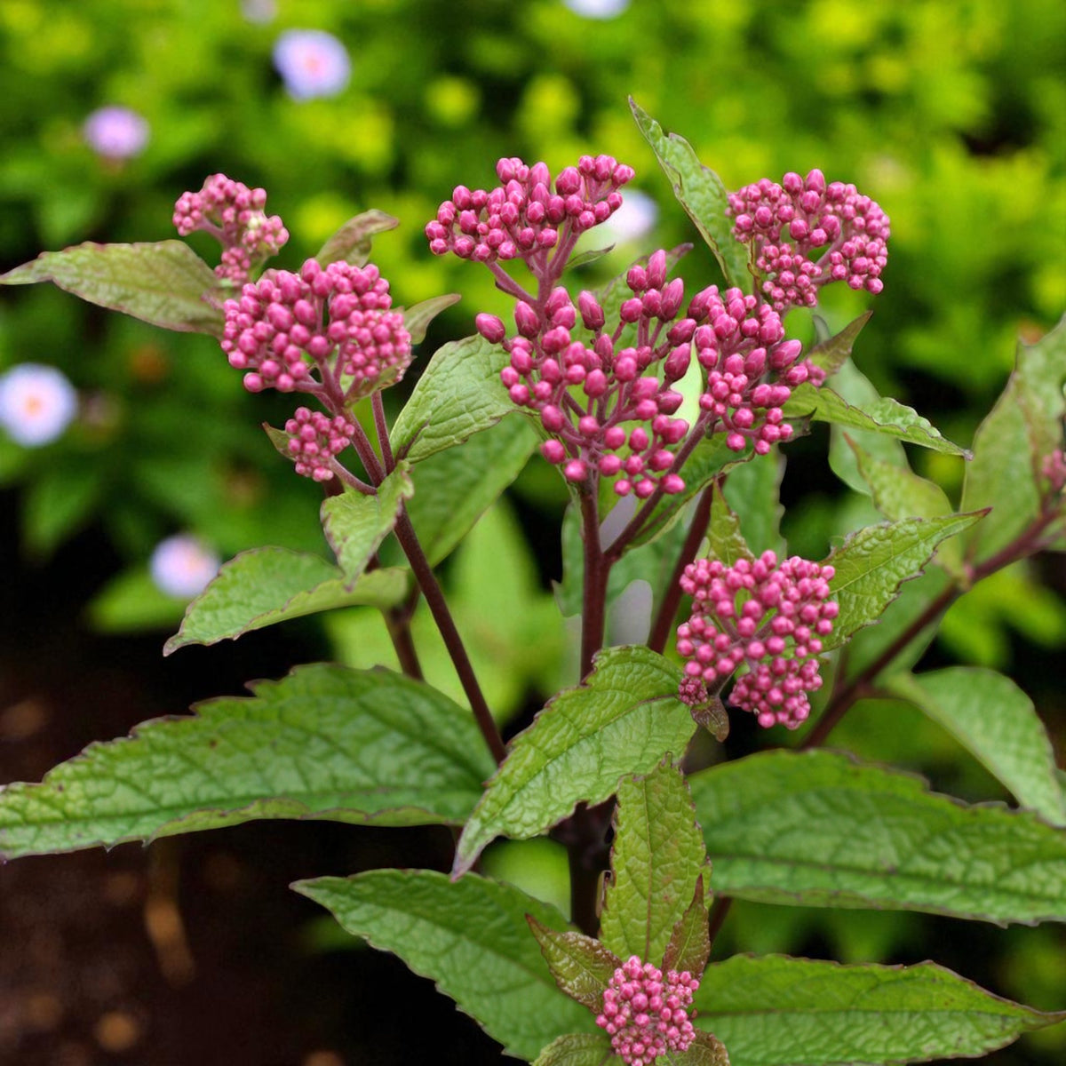 Eupatorium Atropurpureum Bare Root  4