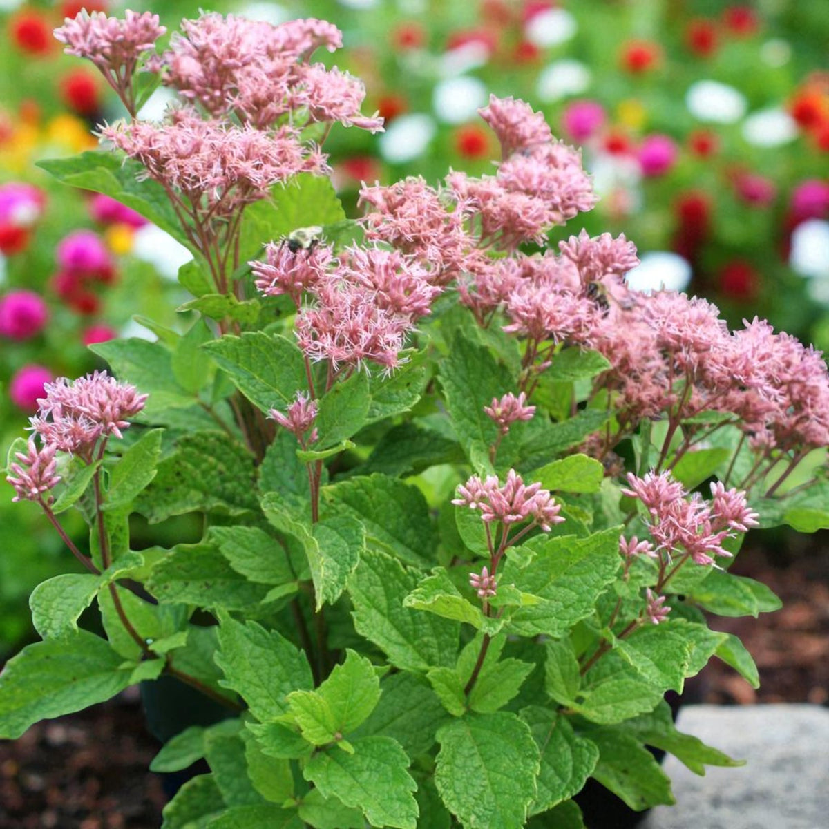 Eupatorium Baby Joe Bare Root  1