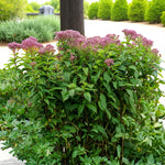 Eupatorium Baby Joe Bare Root  4