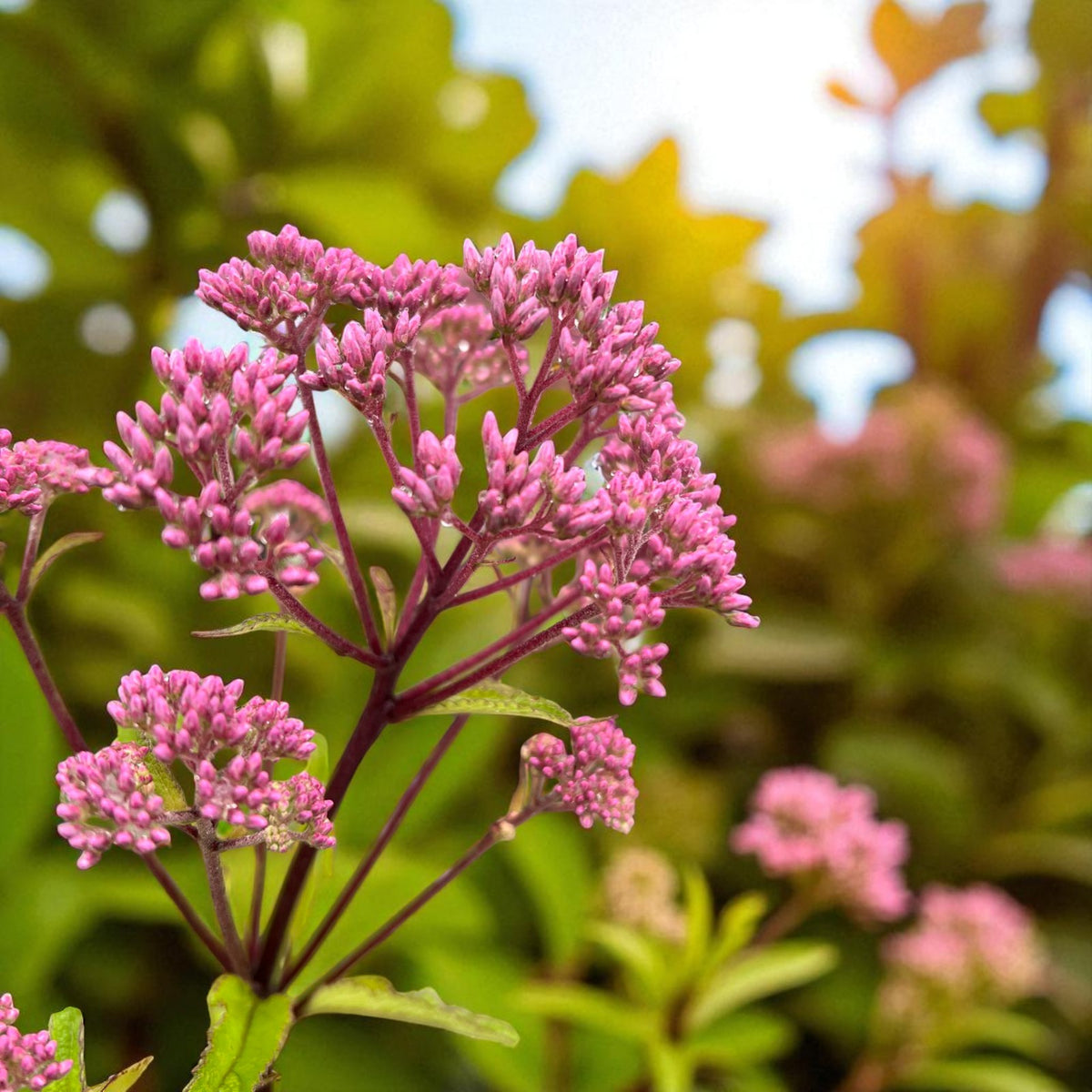 Eupatorium Baby Joe Bare Root  2