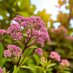 Eupatorium Baby Joe Bare Root  2