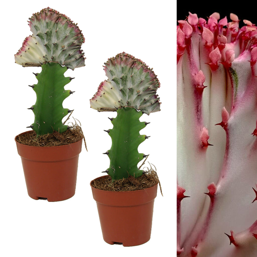 Euphorbia lactea Cristata Cactus EUPHBIACRIST-2 7