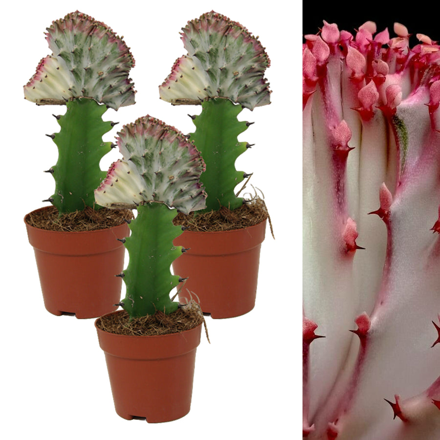 Euphorbia lactea Cristata Cactus EUPHBIACRIST-3 8