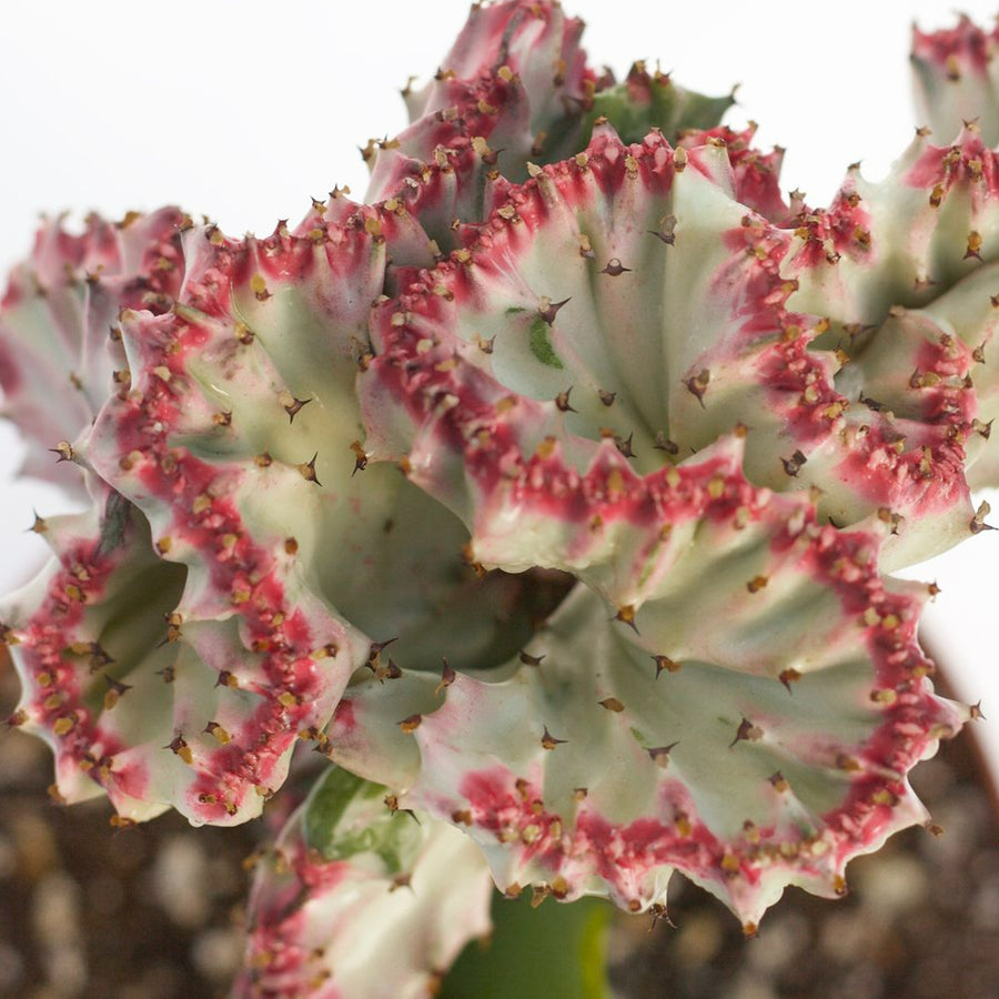 Euphorbia lactea Cristata Cactus EUPHBIACRIST-image1 3