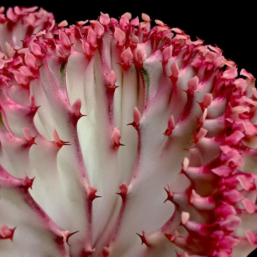 Euphorbia lactea Cristata Cactus EUPHBIACRIST-image2 4