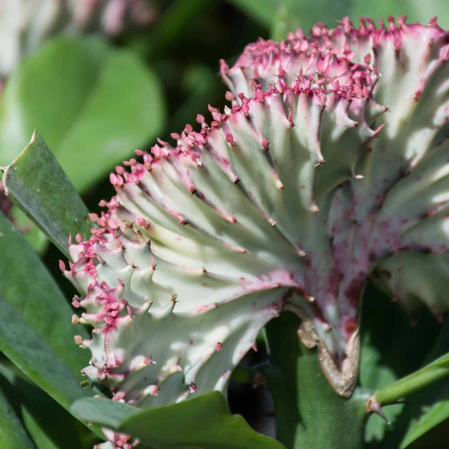 Euphorbia lactea Cristata Cactus EUPHBIACRIST-image3 1