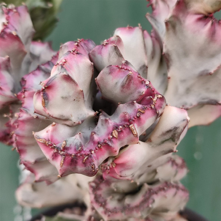 Euphorbia lactea Cristata Cactus EUPHBIACRIST-image4 5