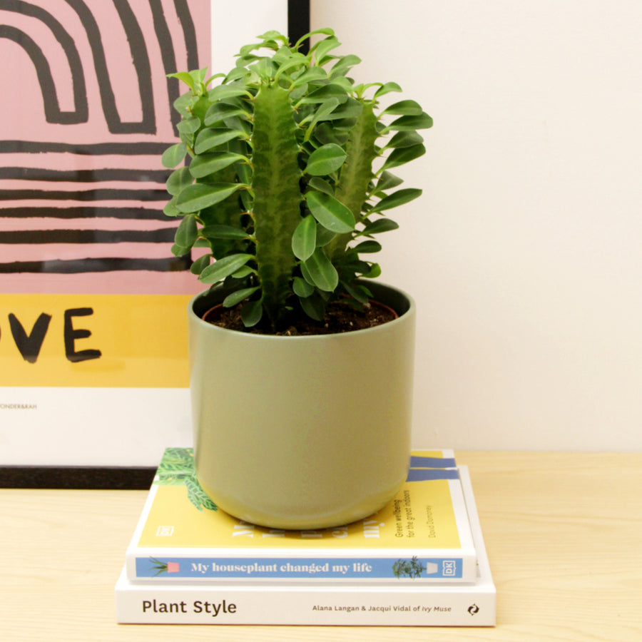 Euphorbia trigona in 12cm Pot EUPHRIBATRIG-euphorbia trigona african milk tree succulent indoor plant-image1v2 2