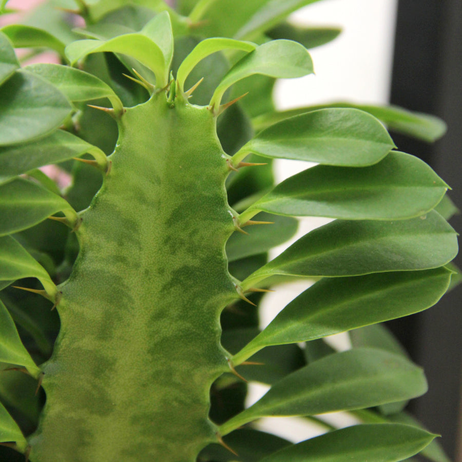 Euphorbia trigona in 12cm Pot EUPHRIBATRIG-euphorbia trigona african milk tree succulent indoor plant-image2v2 3