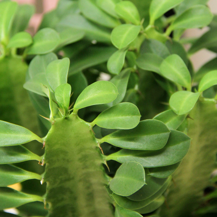 Euphorbia trigona in 12cm Pot EUPHRIBATRIG-euphorbia trigona african milk tree succulent indoor plant-image4v2 4