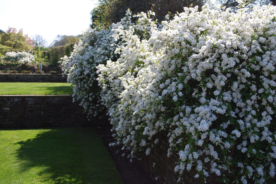 Exochorda Macrantha - The Bride Exochorda Macrantha - The Bride image3 3