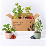 Easy Grow Fruit Plants - Strawberry, Blueberry, Raspberry and Grape  1