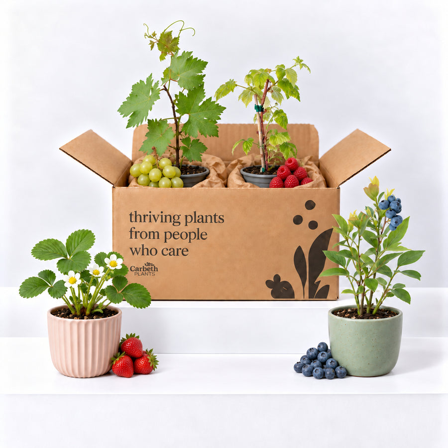 Easy Grow Fruit Plants - Strawberry, Blueberry, Raspberry and Grape  1