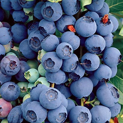 Easy Grow Fruit Plants - Strawberry, Blueberry, Raspberry and Grape  2