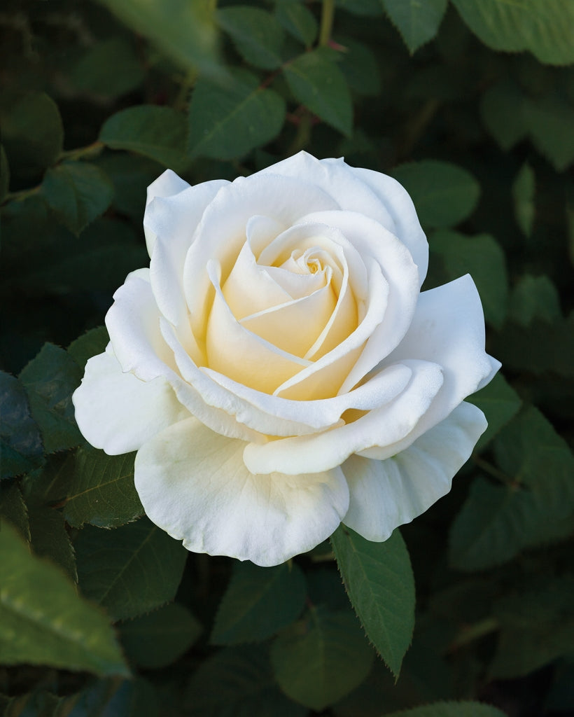Scented Rose in 2L Tall Rose Pot - (True Love) Scented Rose in 2L Tall Rose Pot - (True Love) image2 2
