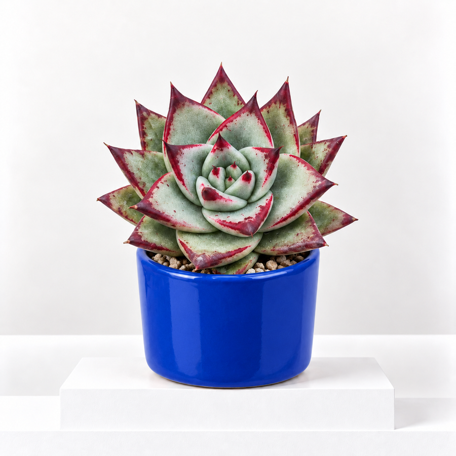 Echeveria Agavoides Ebony  1