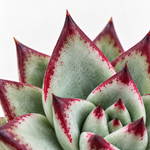 Echeveria Agavoides Ebony  2