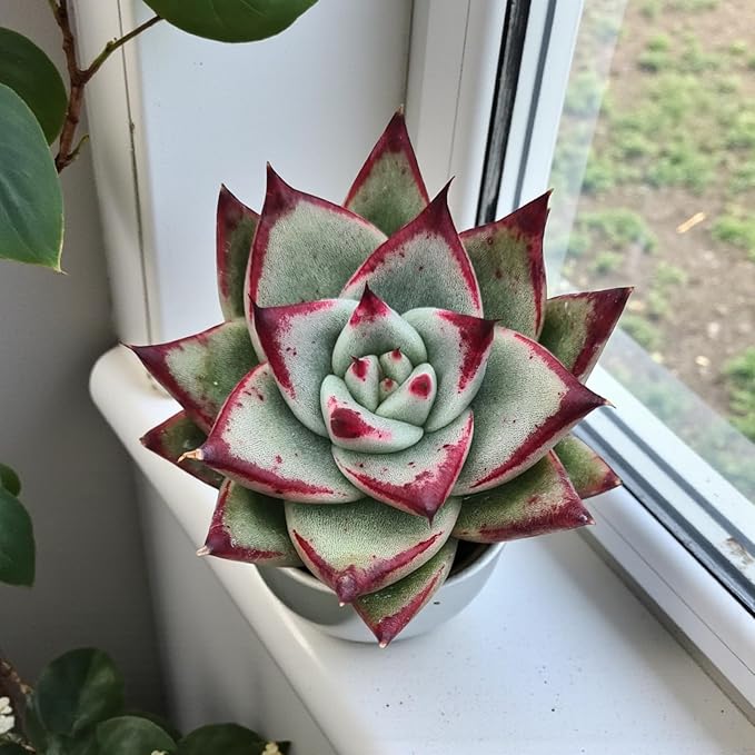 Echeveria Agavoides Ebony  1
