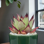 Echeveria Agavoides Ebony  2