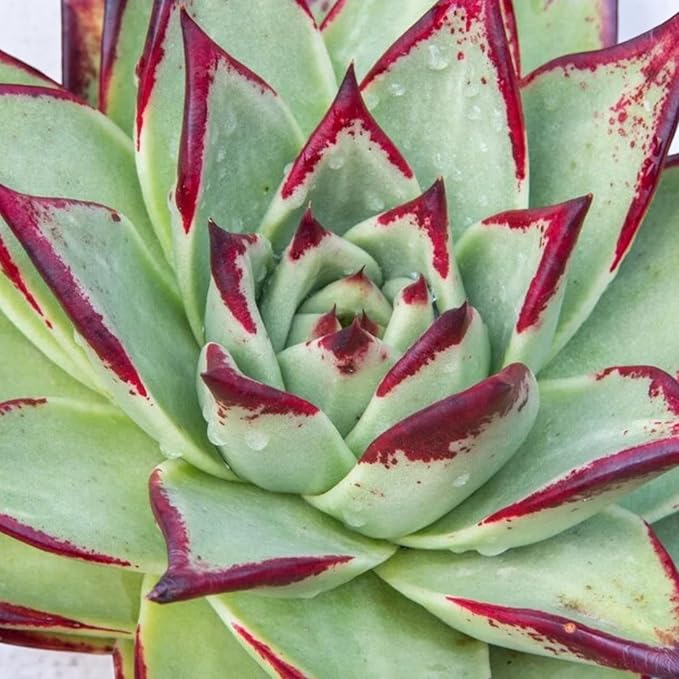Echeveria Agavoides Ebony  3