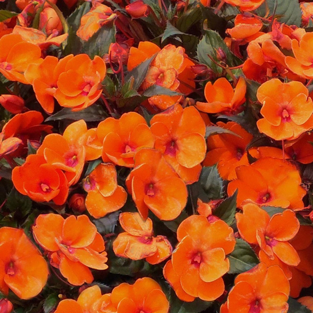 Impatiens New Guinea Bedding Plants Cluster of electric orange impatiens new guinea flowers against green foliage.  2