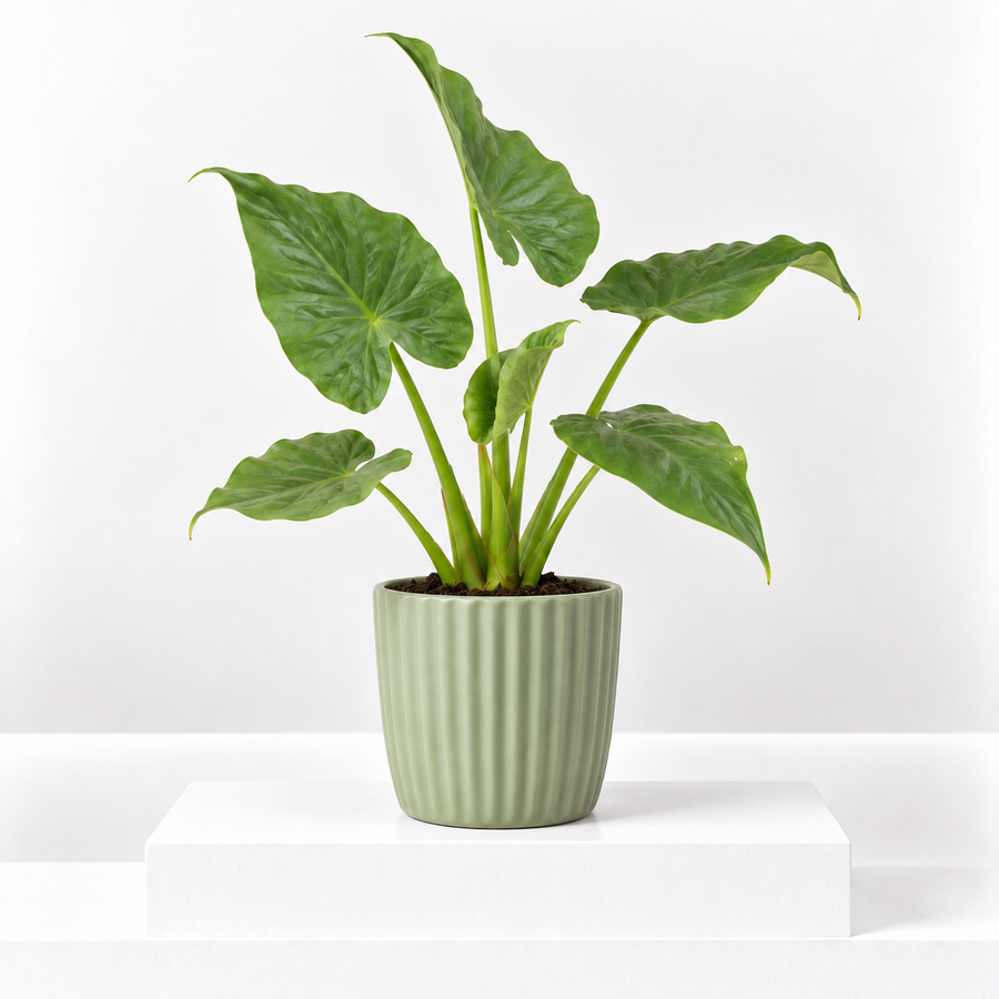 Elephant Ear Plant  1