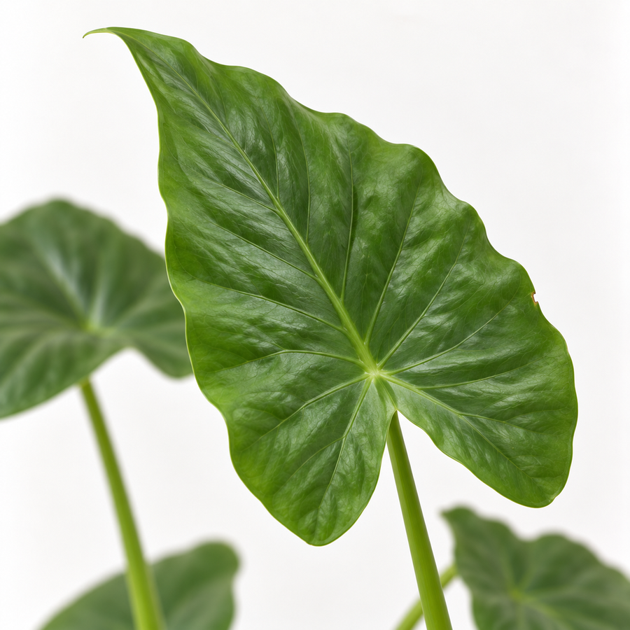 Elephant Ear Plant  2