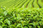 Tea Plant - Camellia Sinensis  3